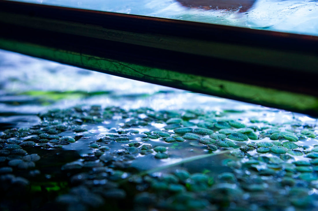 The Science Behind Waterproof Car Covers and Vehicle Protection - Deutschmotor