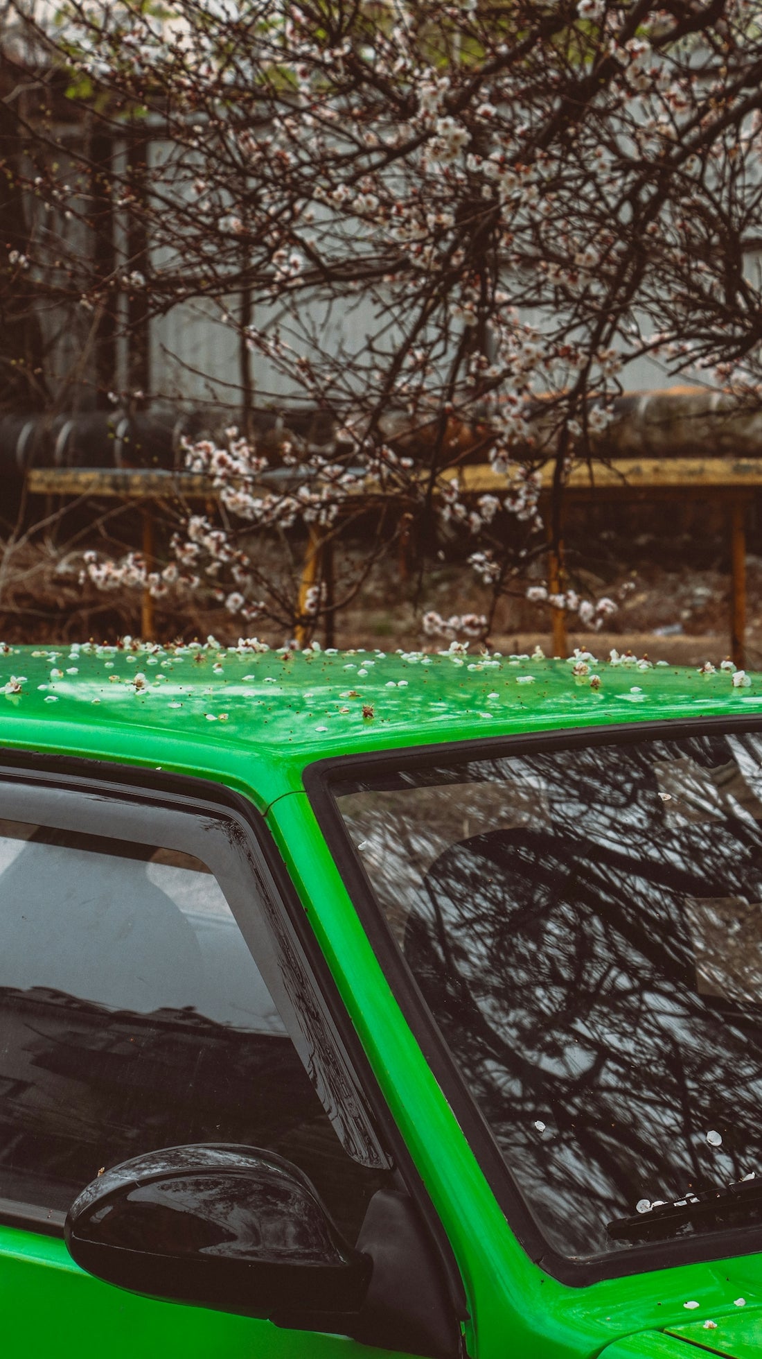 Green car under a blossoming tree.