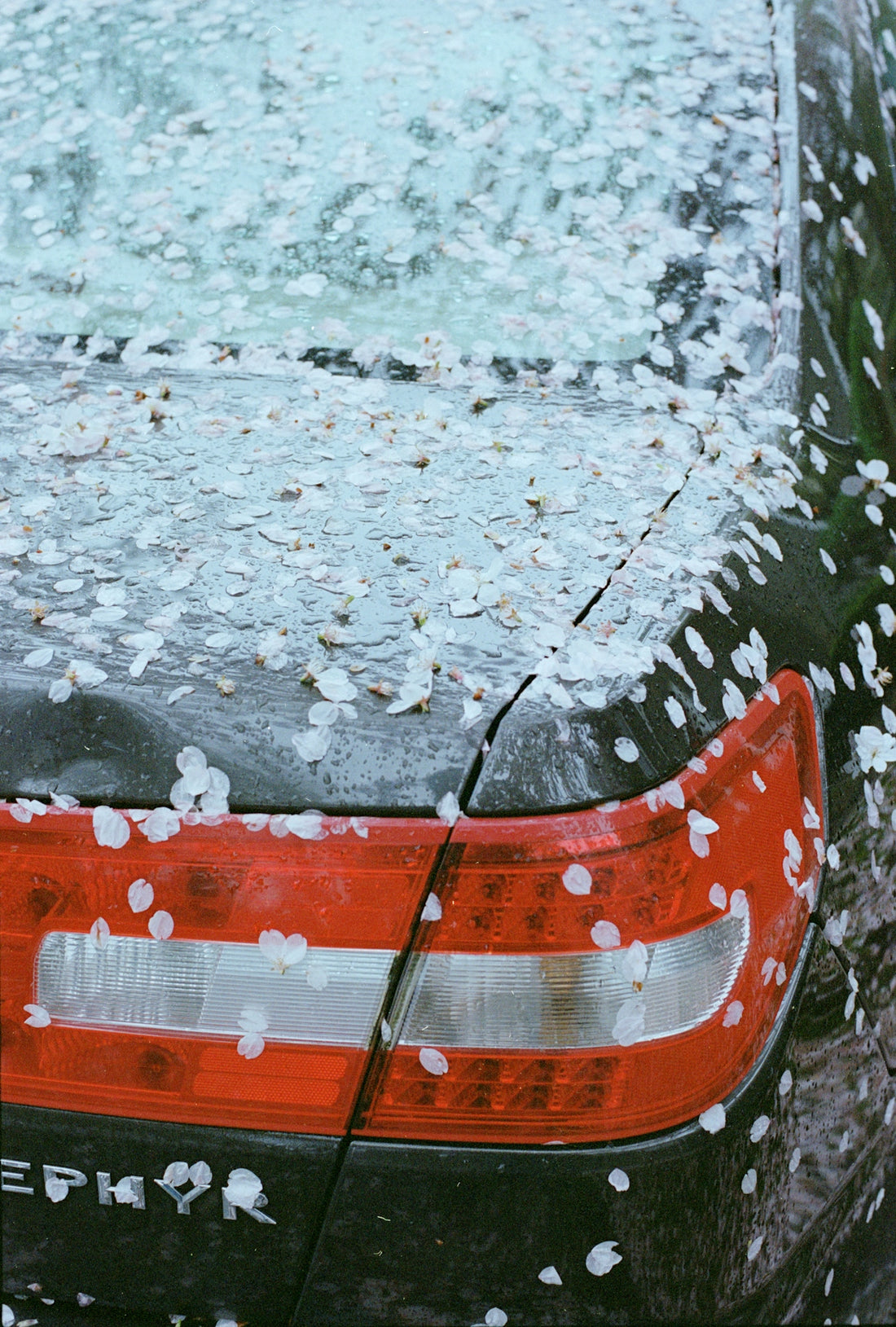 Car covered in white flower petals.
